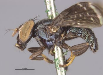 Media type: image;   Entomology 13238 Aspect: habitus lateral view